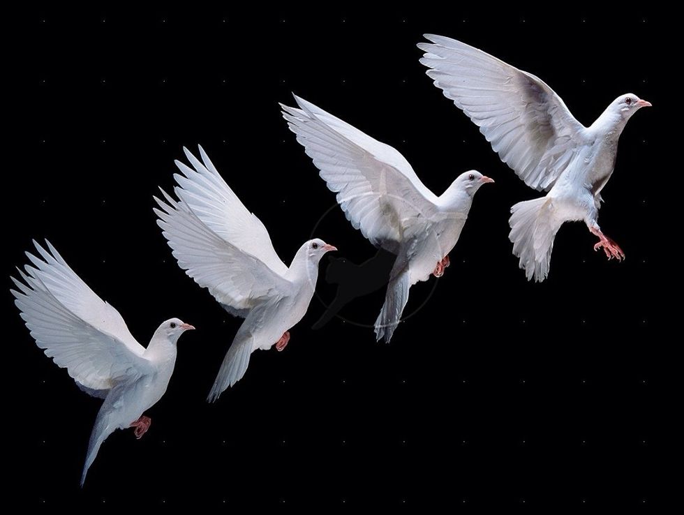 How to train a dove to come to you (basic training) B+C Guides