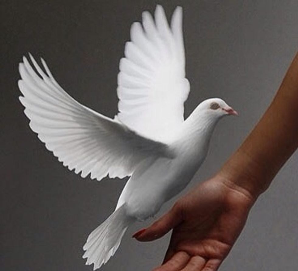 How to train a dove to come to you (basic training) B+C Guides