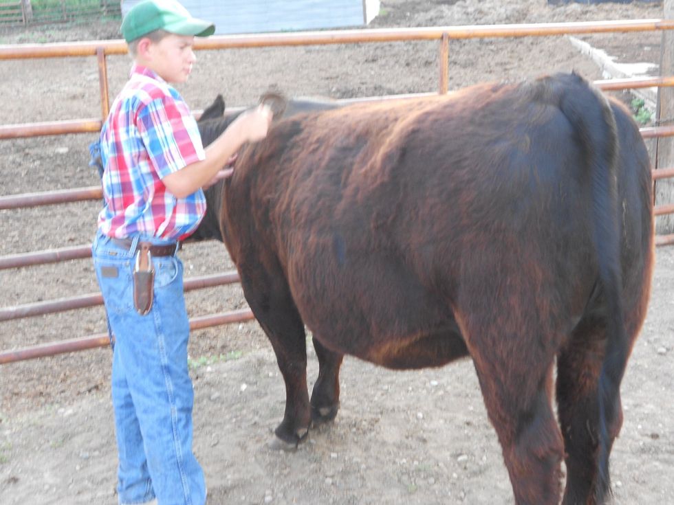 How to set cattle's hooves B+C Guides
