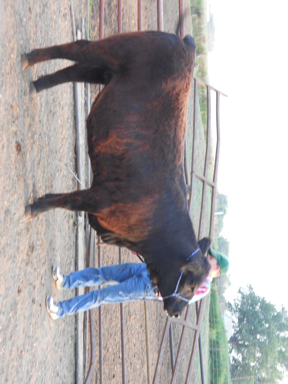 How to set cattle's hooves B+C Guides