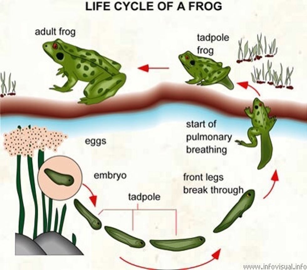 How to describe the life cycle of the frog B+C Guides