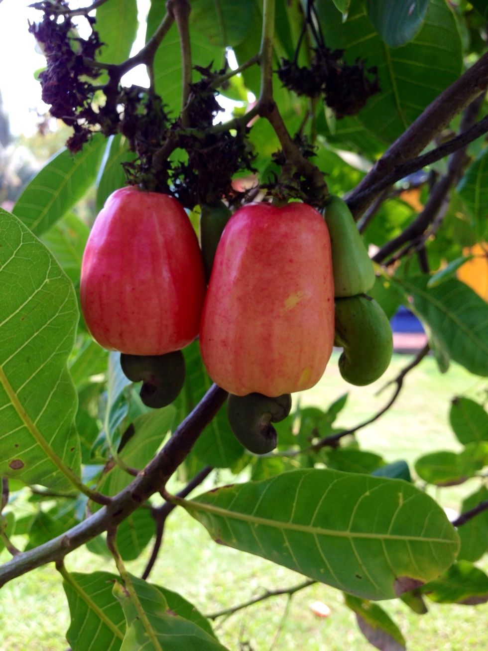 How to roast cashew nuts &amp; make a drink from the fruit B