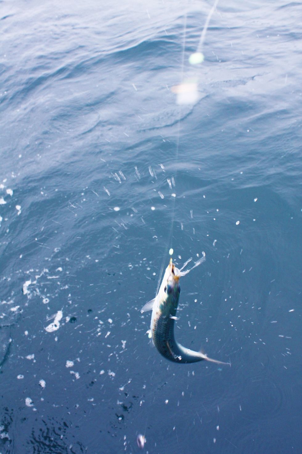 How to scale and clean sardines B+C Guides