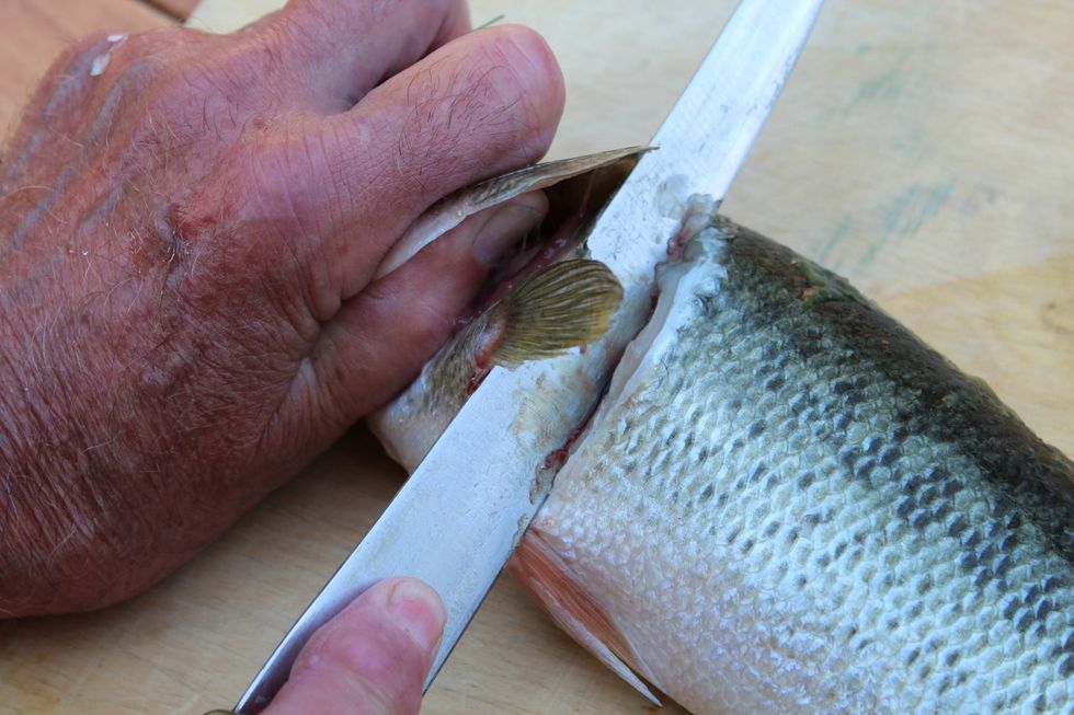 How to fillet a fish B+C Guides