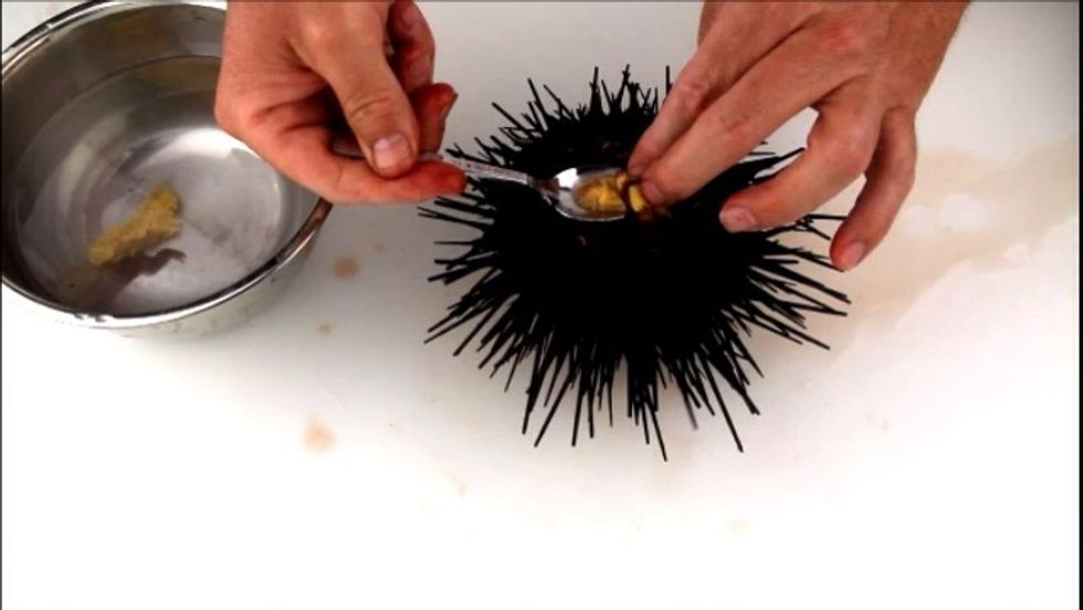 How to remove uni from a live sea urchin B+C Guides
