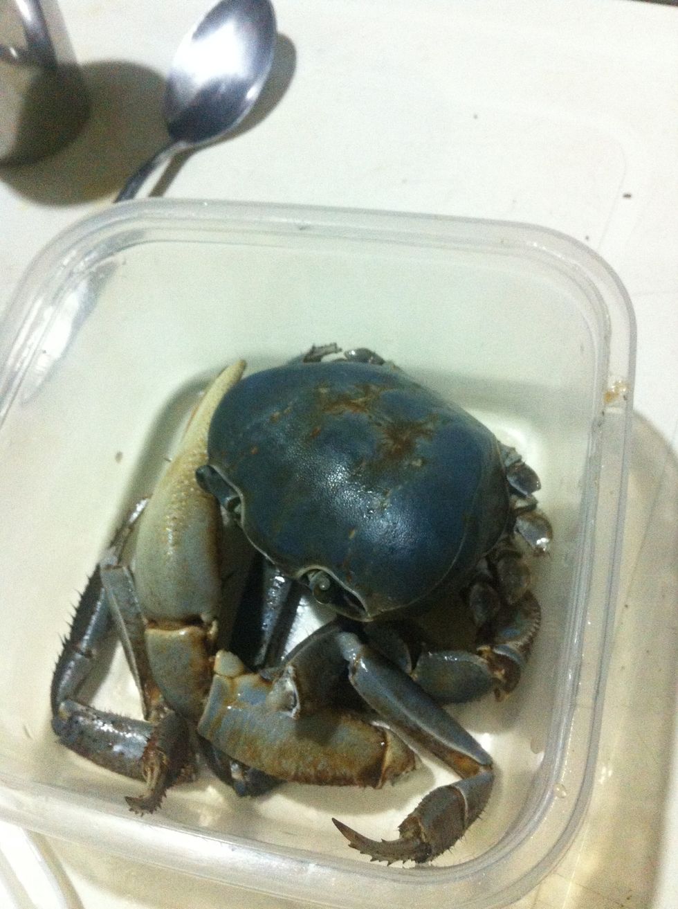 How to dominican crab !! xd B+C Guides