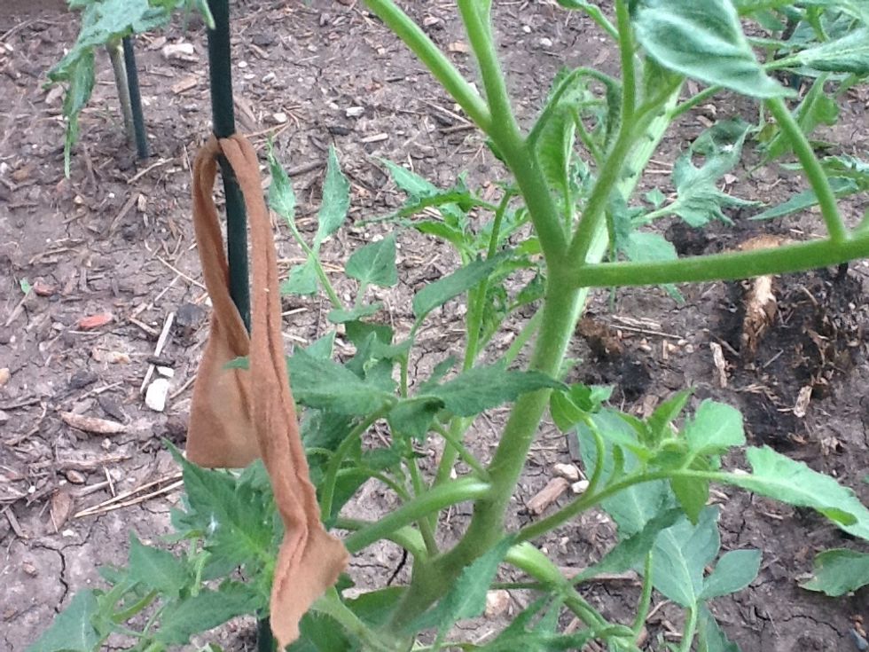 How to tie & support tomato plants B+C Guides