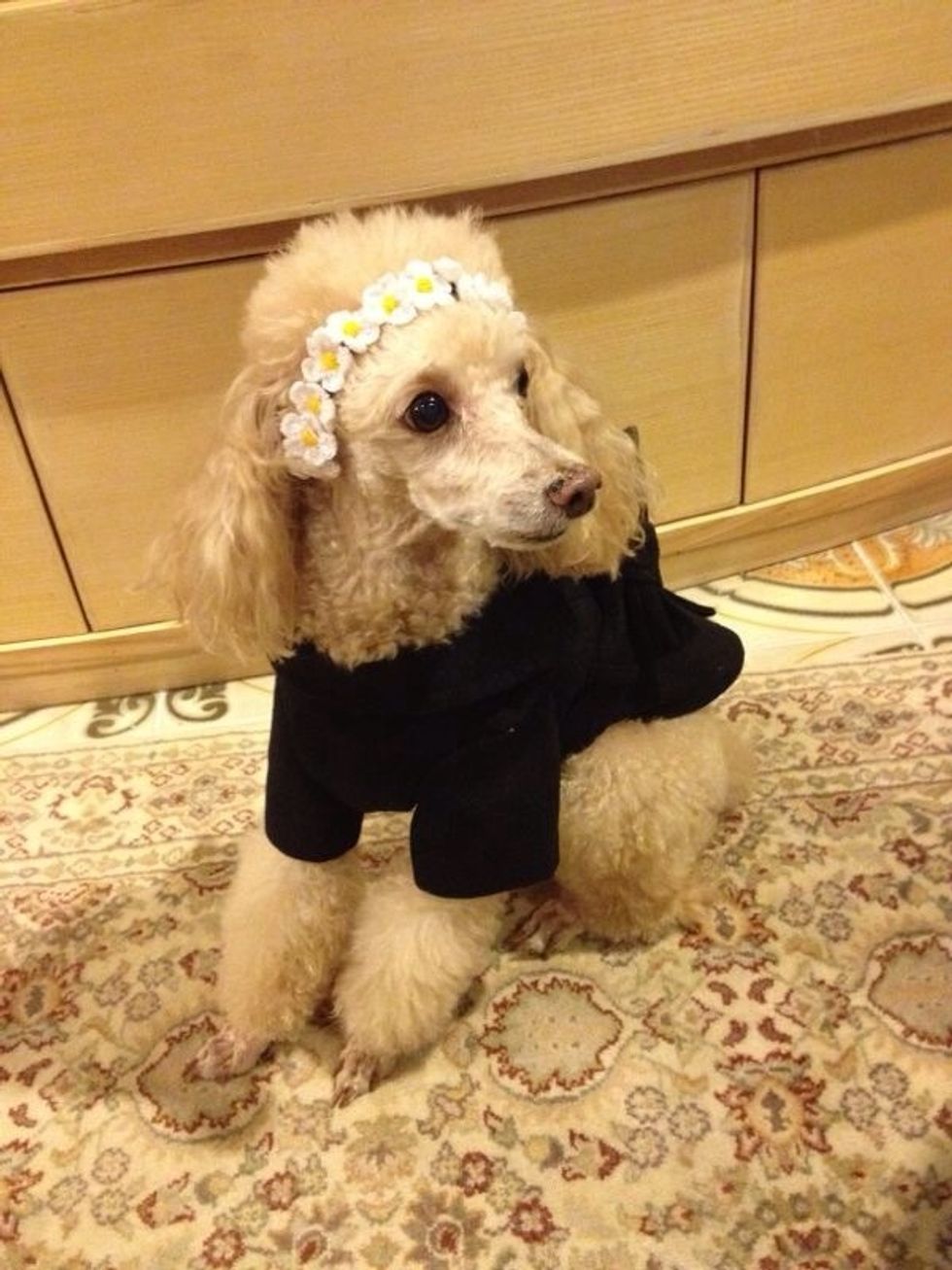 How to make headband for dog B+C Guides