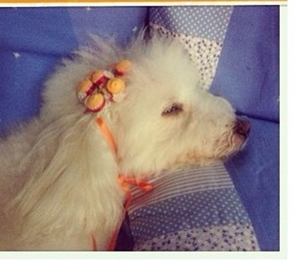 How to make headband for dog B+C Guides