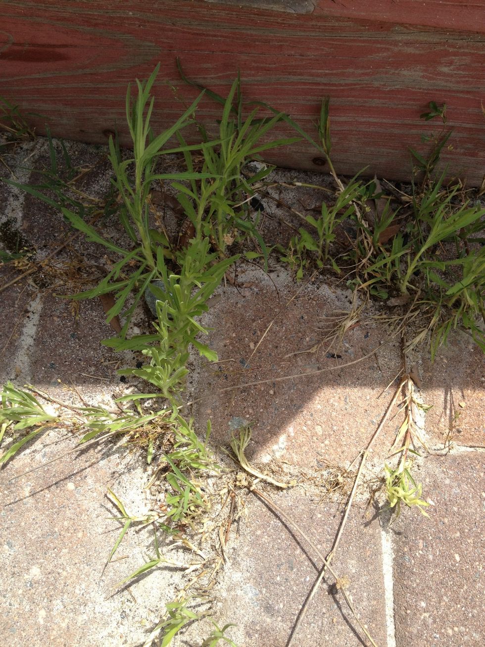 How to rid your brick patio of weeds B+C Guides