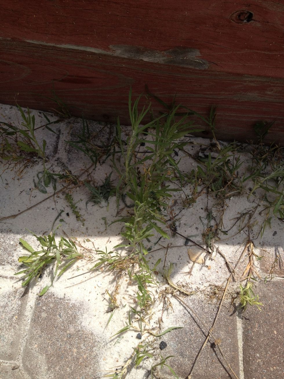 How to rid your brick patio of weeds B+C Guides