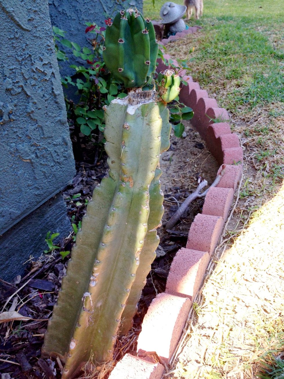 How to propagate cactus and succulent cuttings B+C Guides