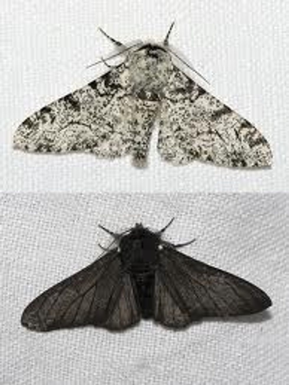 How to understand evolution (natural selection) B+C Guides