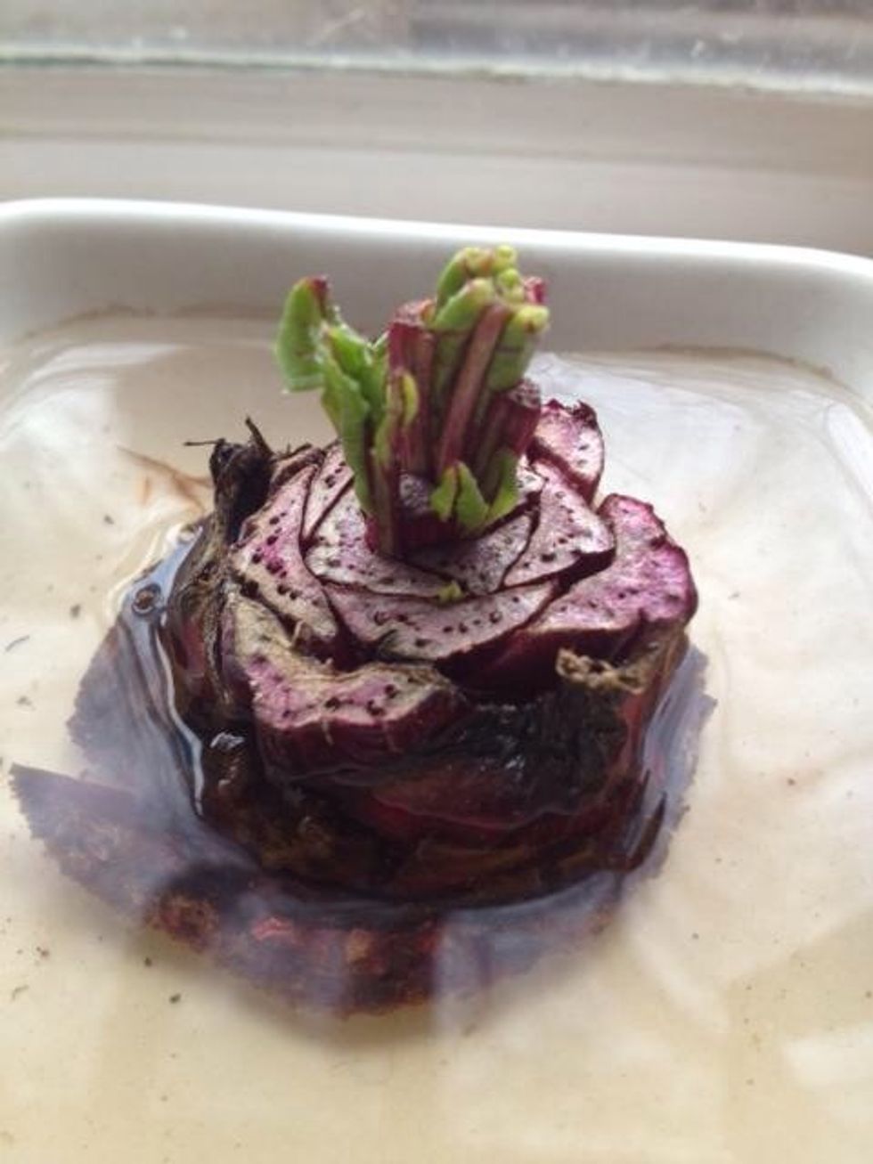 How to propagate beet greens B+C Guides