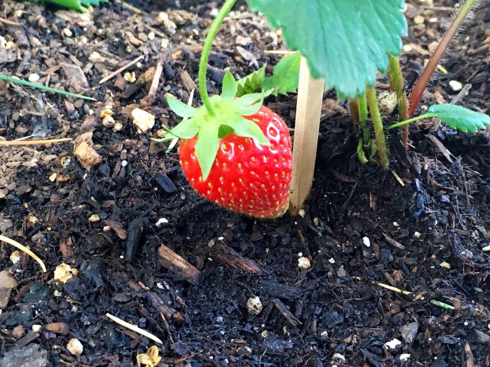 How to support strawberry plants🍓🌱 B+C Guides