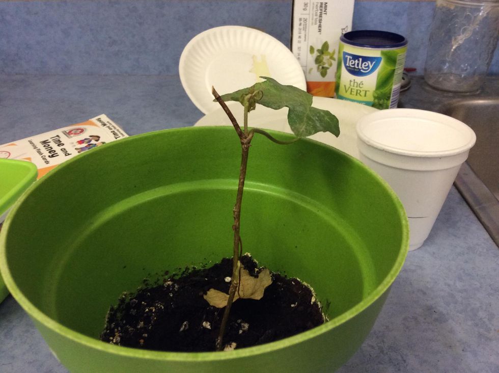 water for bean plant experiment