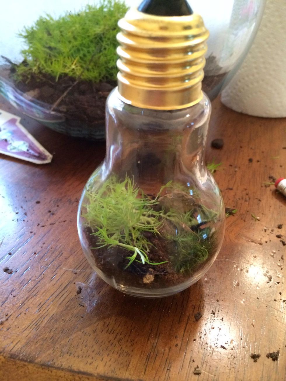 How to make a light bulb terrarium B+C Guides