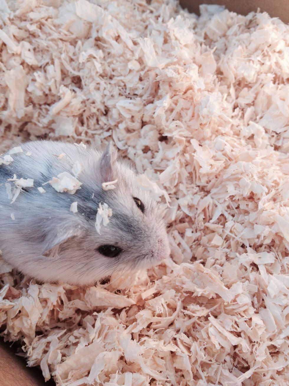 How to take care of your hamster B+C Guides