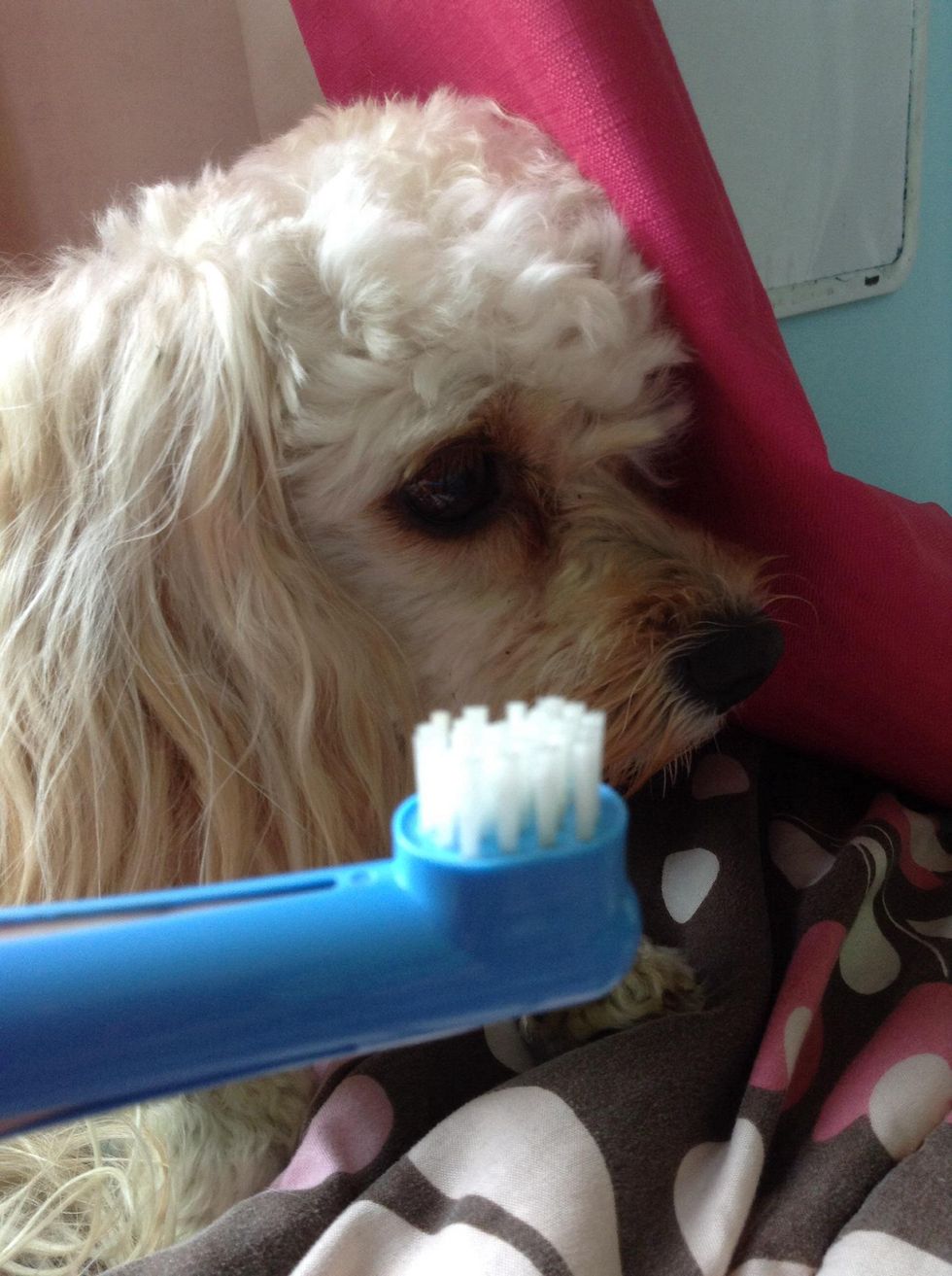 how-to-clean-your-dog-s-teeth-b-c-guides