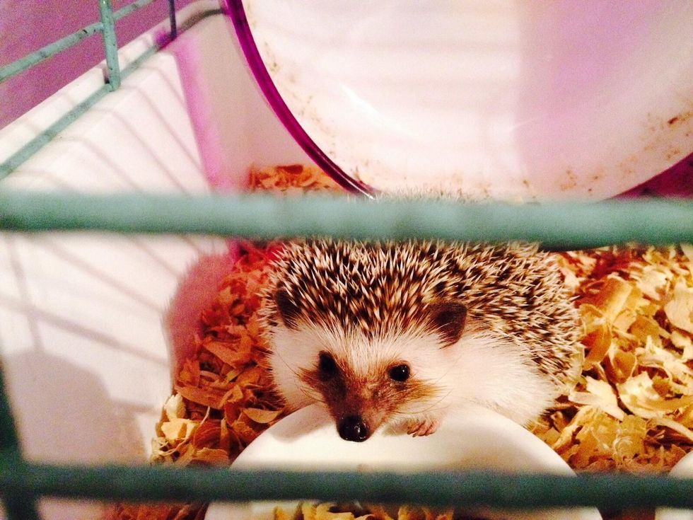 How to give a hedgehog a bath B+C Guides