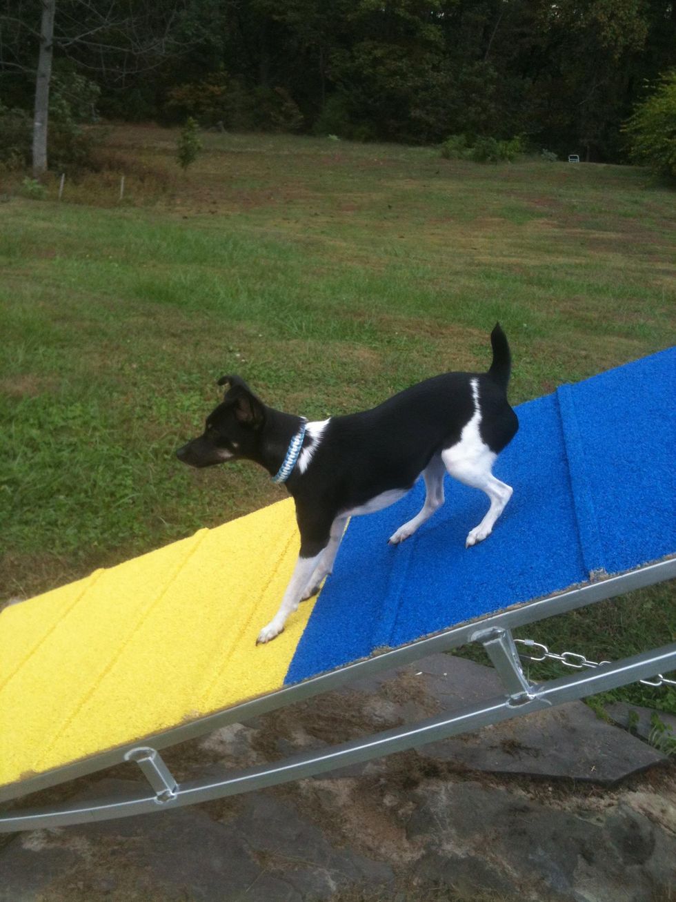 How to rubberize dog agility contact equipment B+C Guides