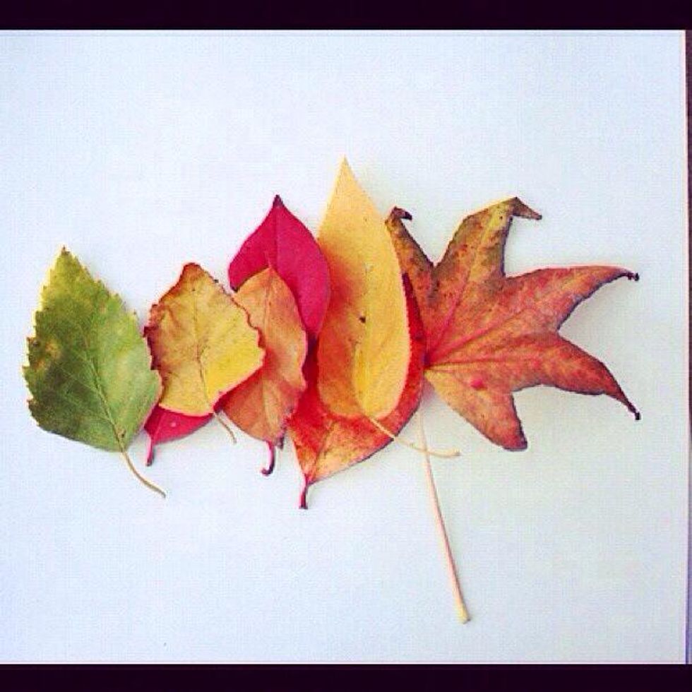 How to make leaf prints🍁 B+C Guides