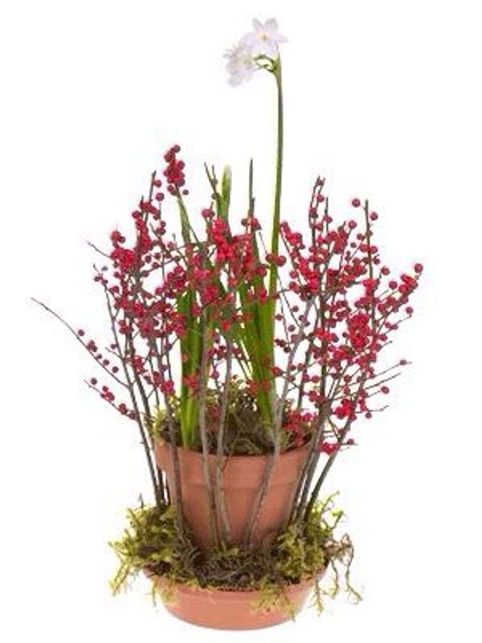 How to enhance christmas bulb blooms B+C Guides