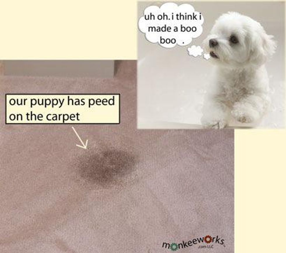 How to clean dog pee up B+C Guides