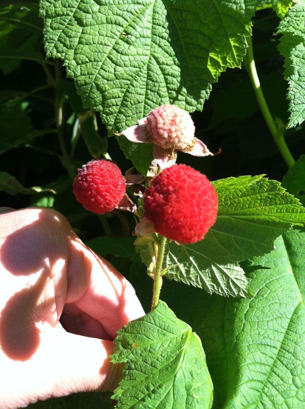 How to make thimbleberry jam B+C Guides