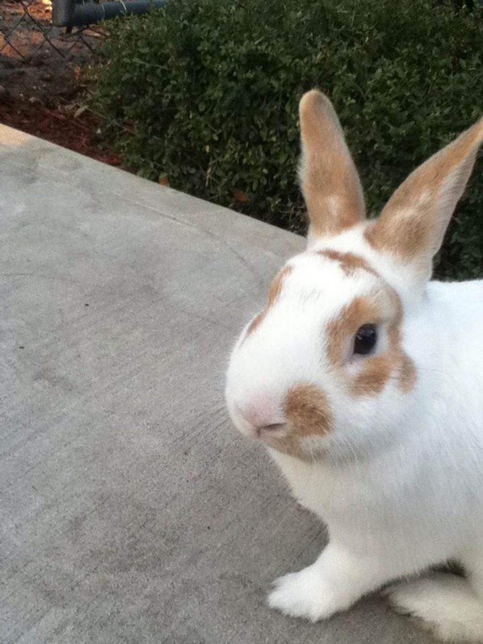 How to get your rabbit to do tricks! B+C Guides