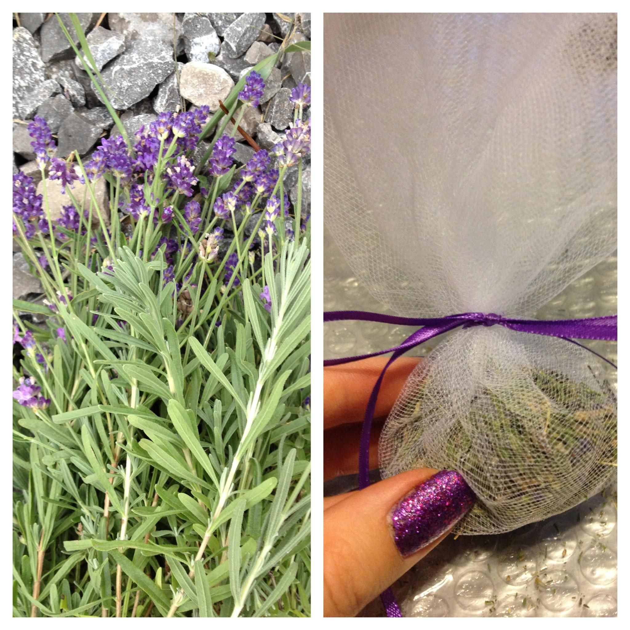 How To Dry Lavender And Make Sachets - B+C Guides