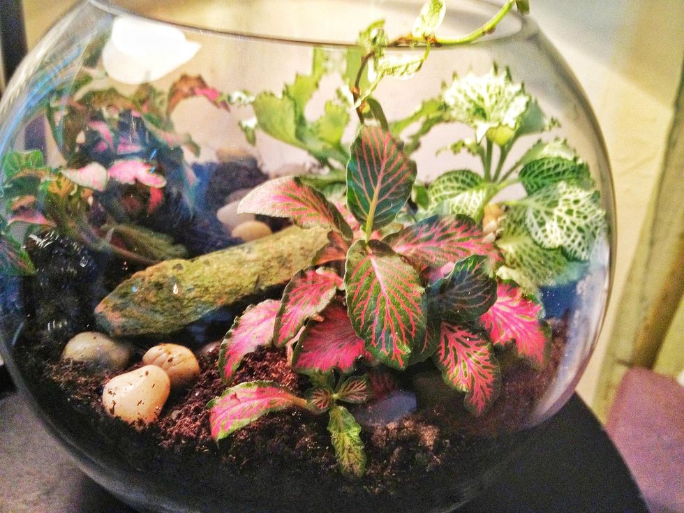 How to grow a mini garden in a fish bowl B+C Guides