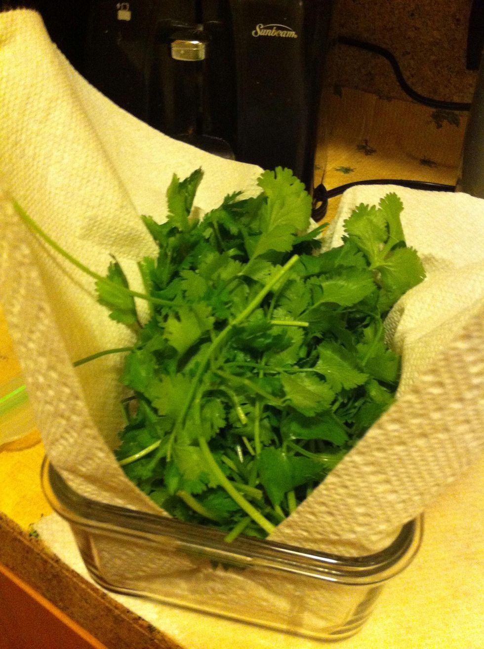 How to keep cilantro fresh longer B+C Guides