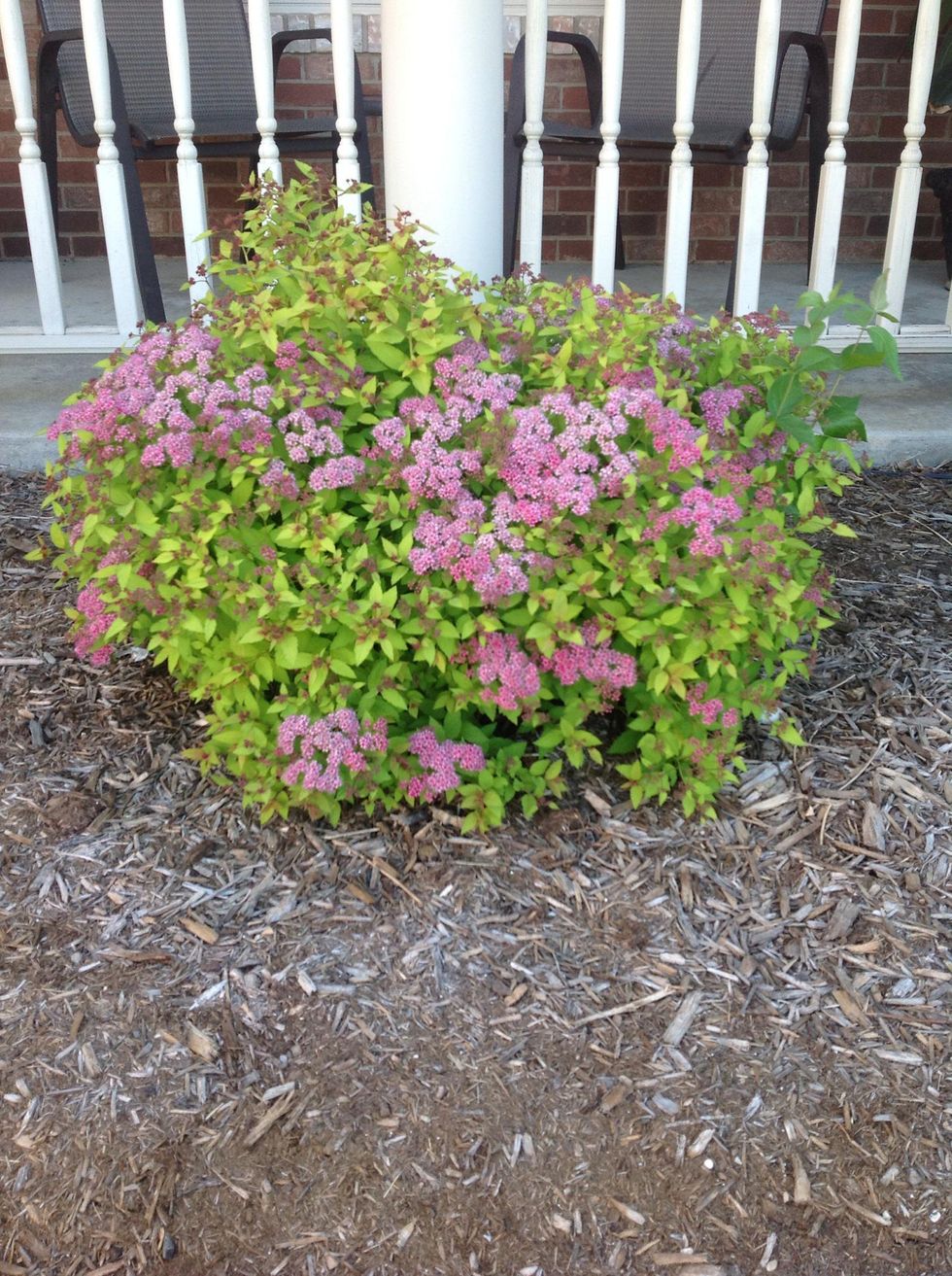 Can I Trim My Spirea In The Fall