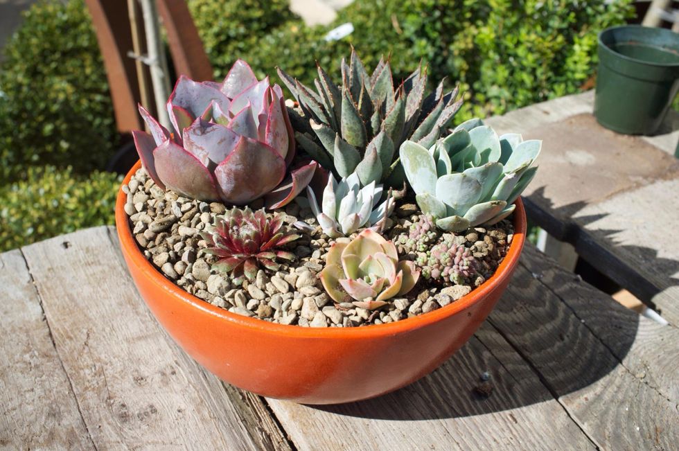 How to make a succulent composition B+C Guides