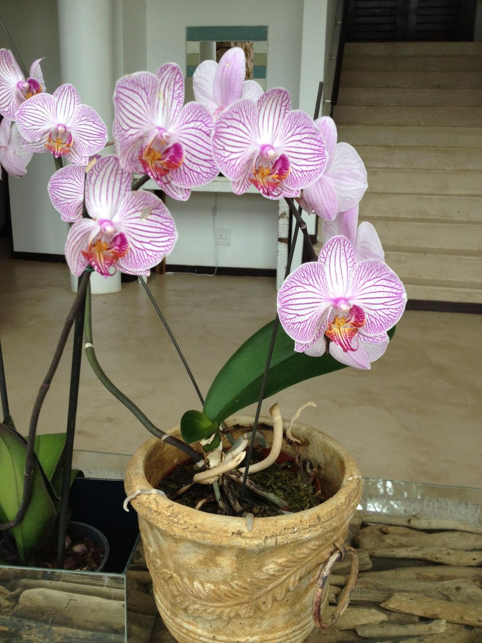 How to prune an orchid plant B+C Guides