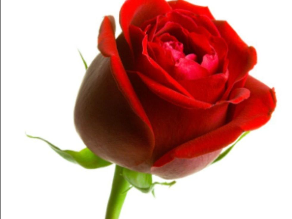 Fashionista \ud83c\udf39is super kind and she understands me pretty well even if we dont messege each other anymore\ud83c\udf39