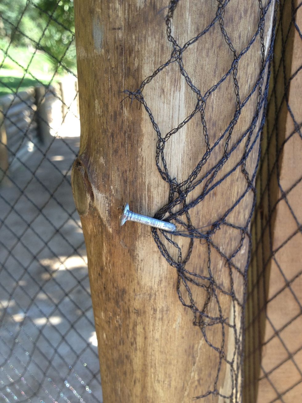 Fasten the bird mesh with nails - ensure the net/mesh is tight!