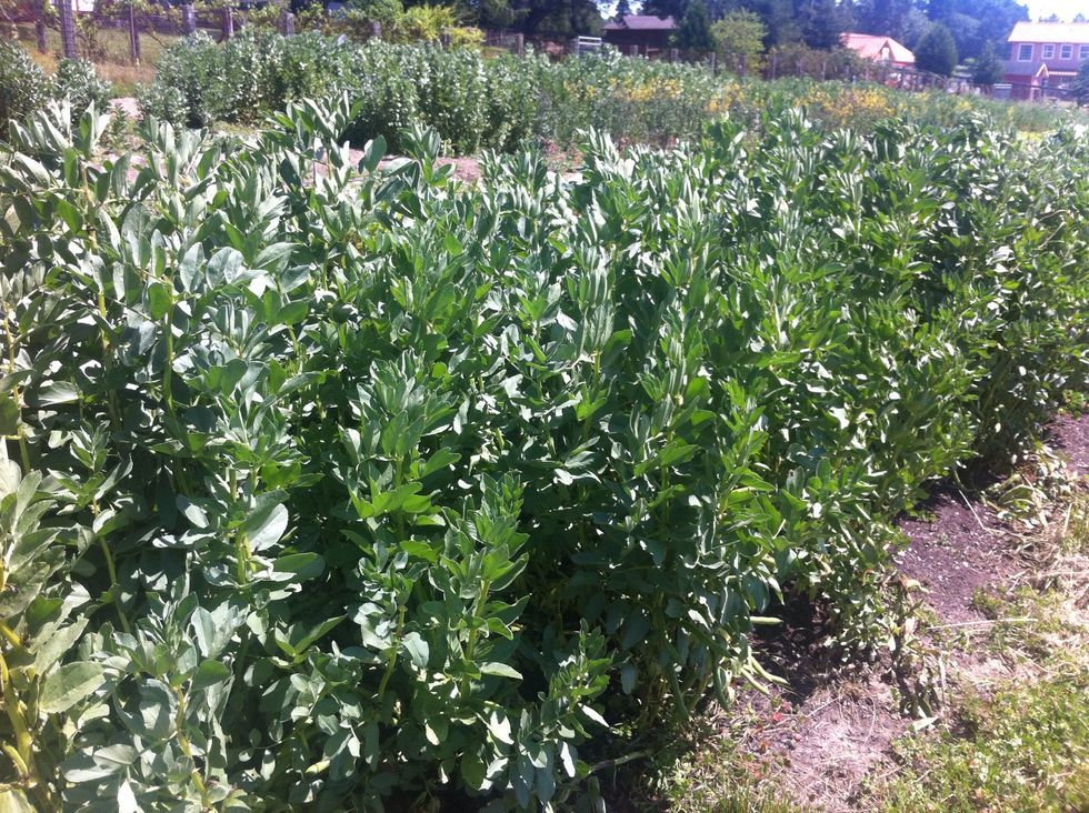 Fava beans fix nitrogen in the soil.