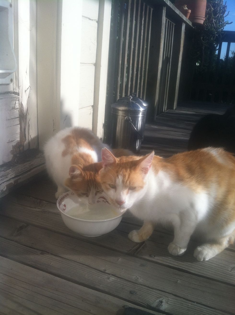 (feed whey to kitties ;)