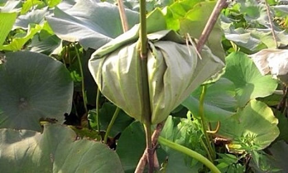 Ferment it three days. Because of ideal temperature of fermentation,early september in korea is the only time to brew lotus leaf makgeoli like in this way.