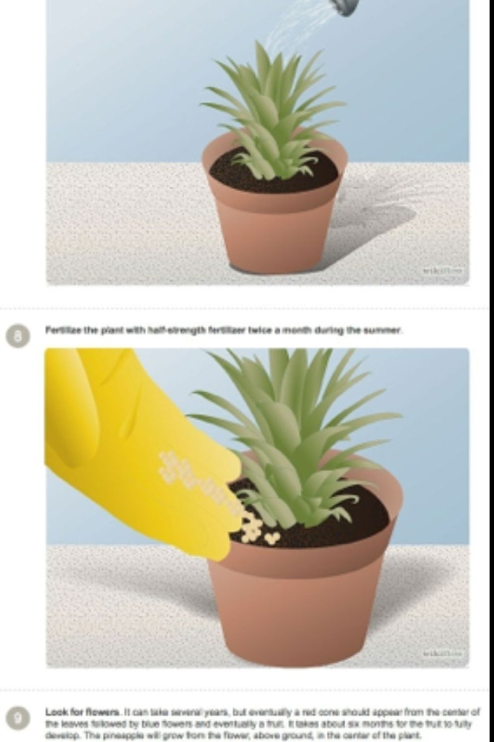 Fertilize the plant once a month (if you are doing this in the summer)