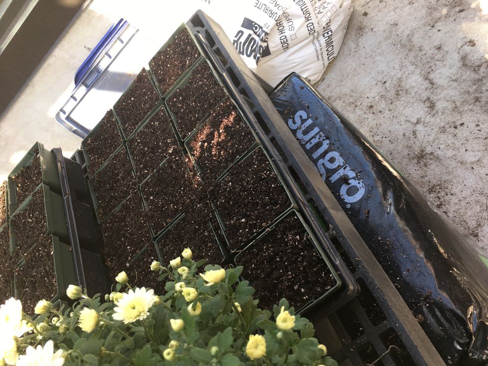 Fill 4 inch pots with soil loosely until it reaches the top