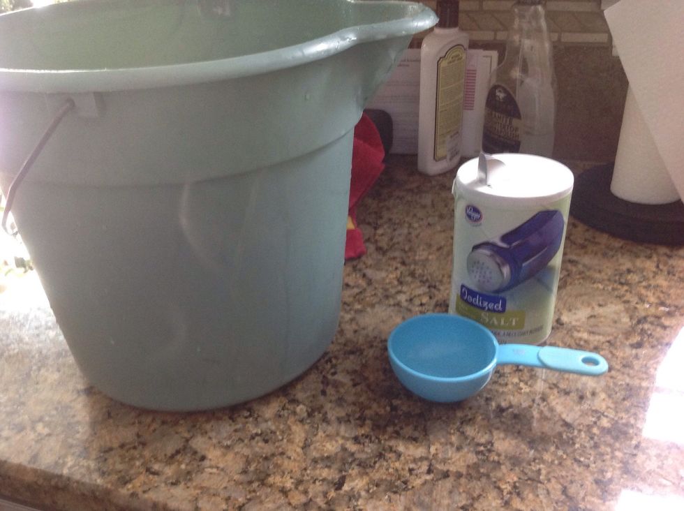 Fill a bucket with two quarts of warm water and dissolve one fourth cup table salt in the water.