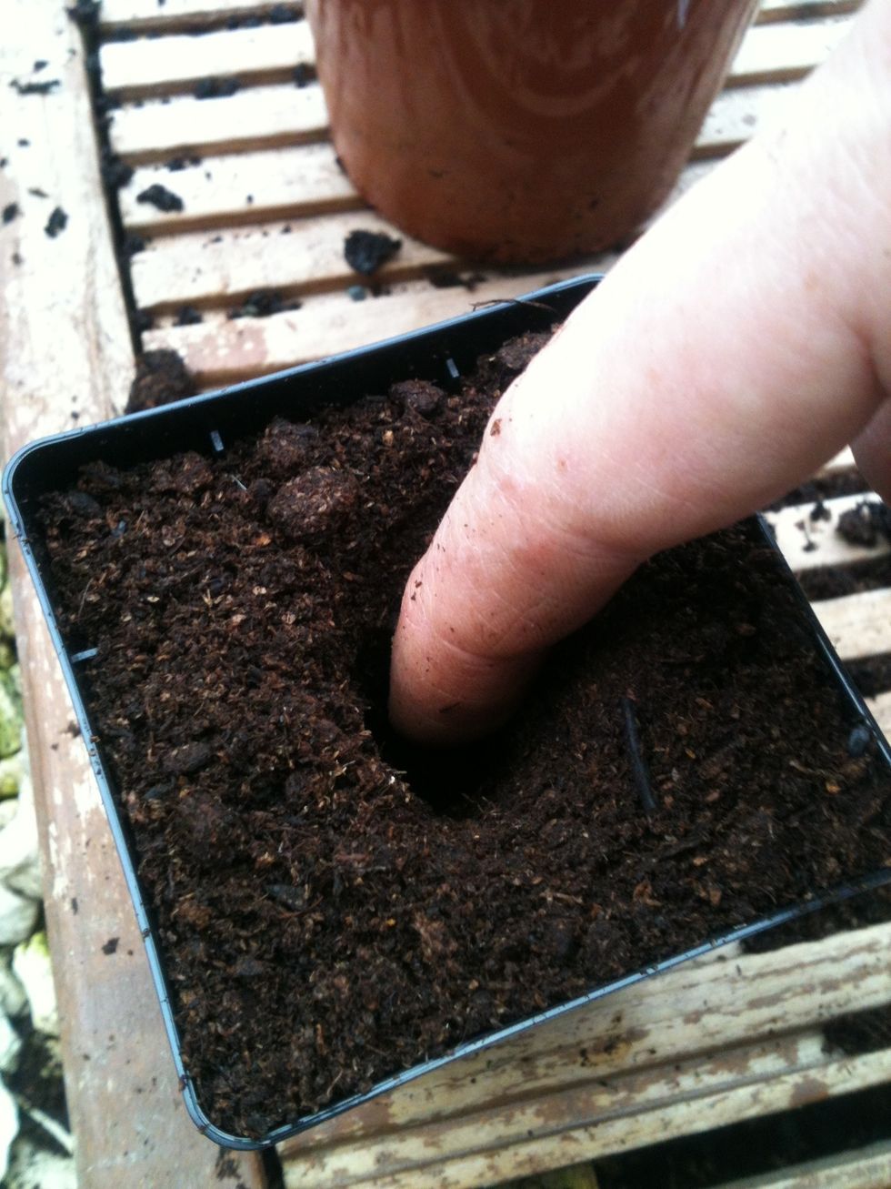 Fill a small pot with compost, and poke a hole in the middle with your finger (or pencil or other poking implement, if you prefer).