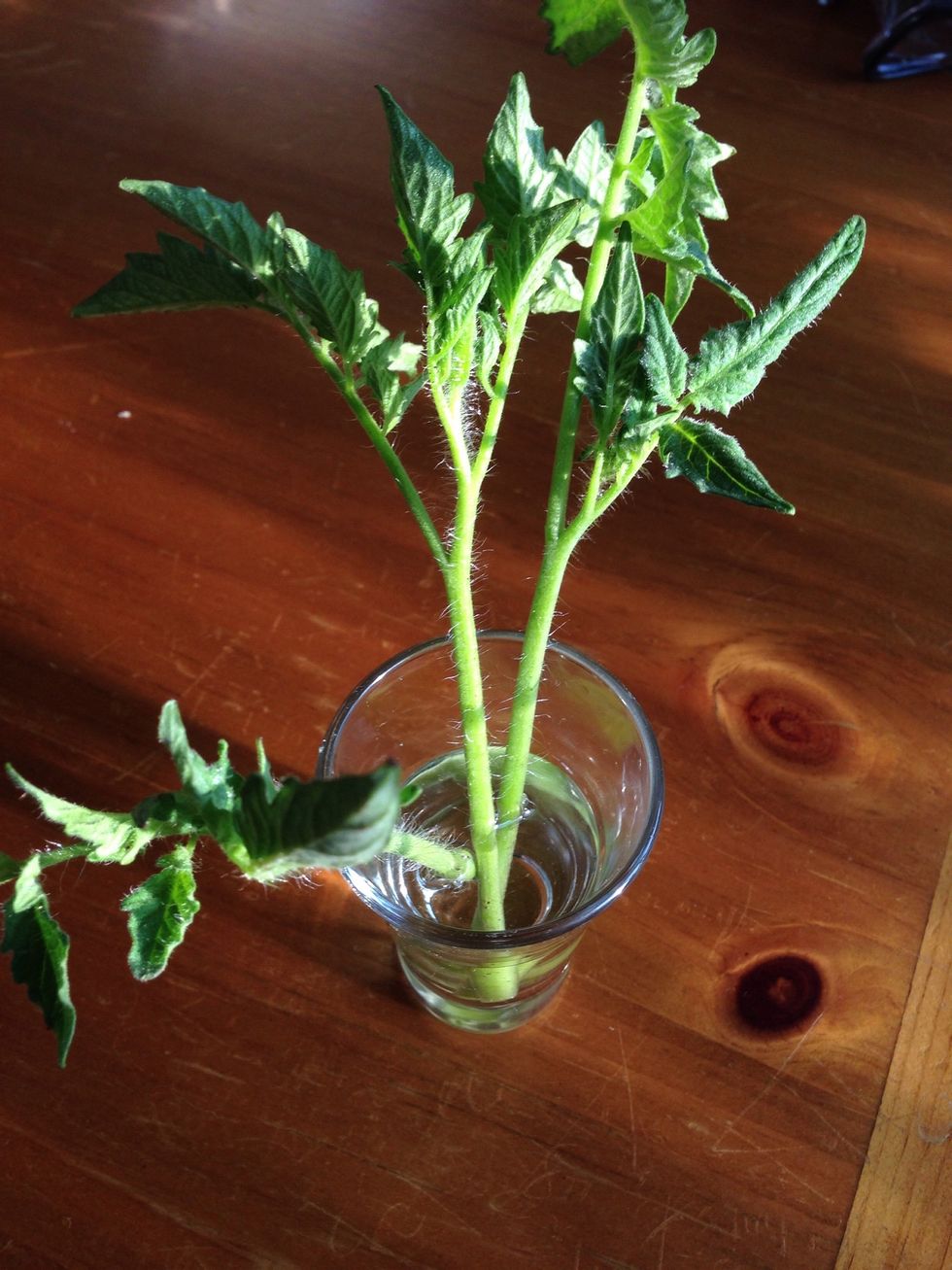 Fill glass with water. Add tomato sucker stems.