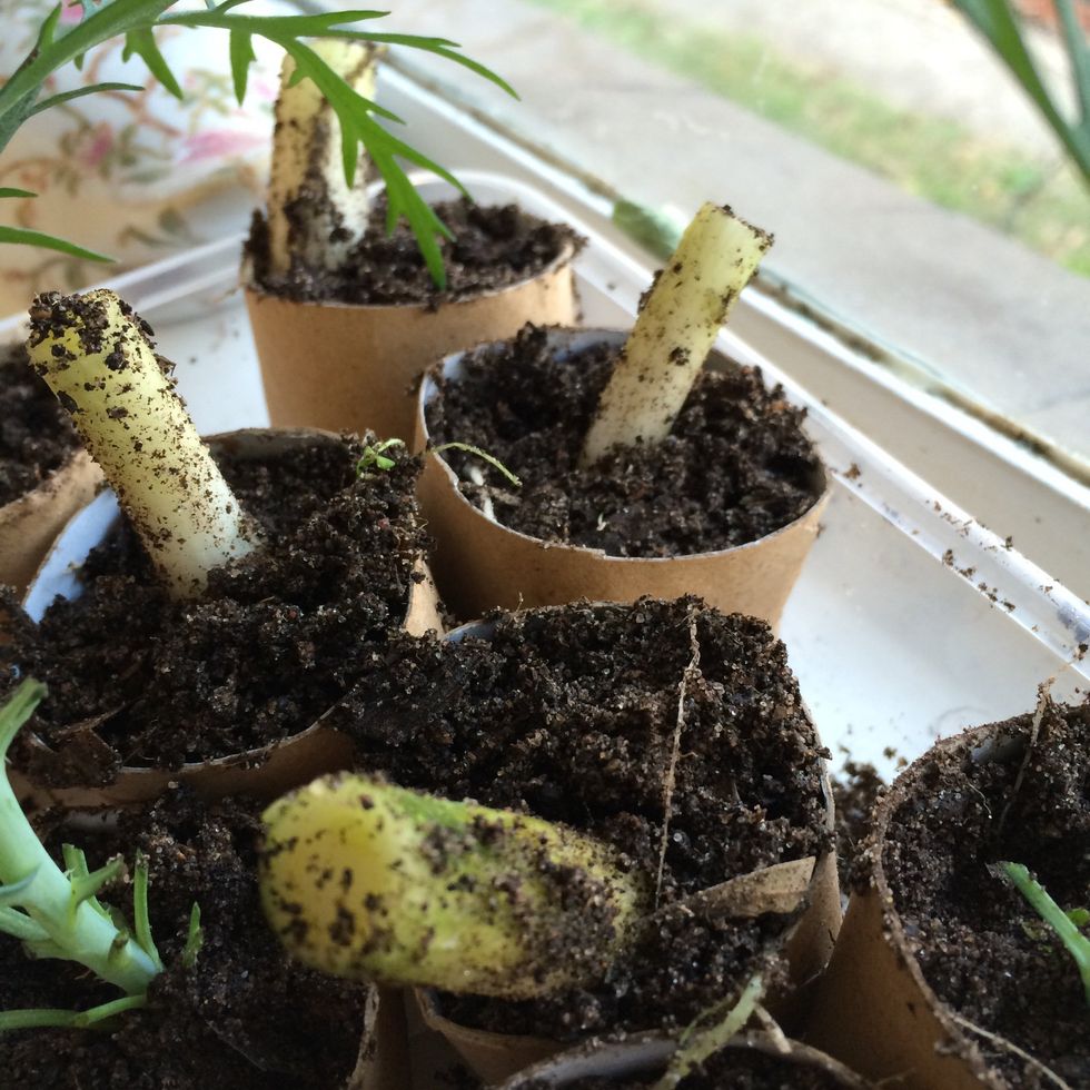 Fill half your container with soil, hold spring onions in place with roots as low as possible and fill remaining space with soil.