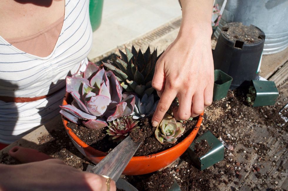 Fill in all remaining gaps with soil. You might find having a smaller trowel on hand will help with precision and a cleaner planting.