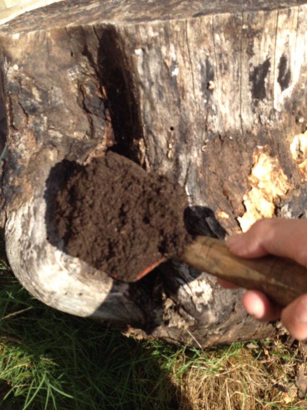 Fill the holes with compost or potting soil.