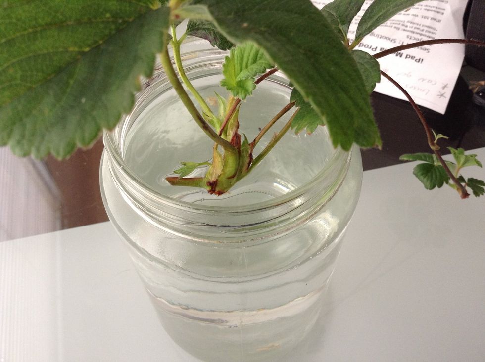 Fill the jar with water and place plant so that the bottom of plant crown is barely getting wet. Too deep and it will rot. Sometimes I tape a leaf to the jar to hold the plant in place.